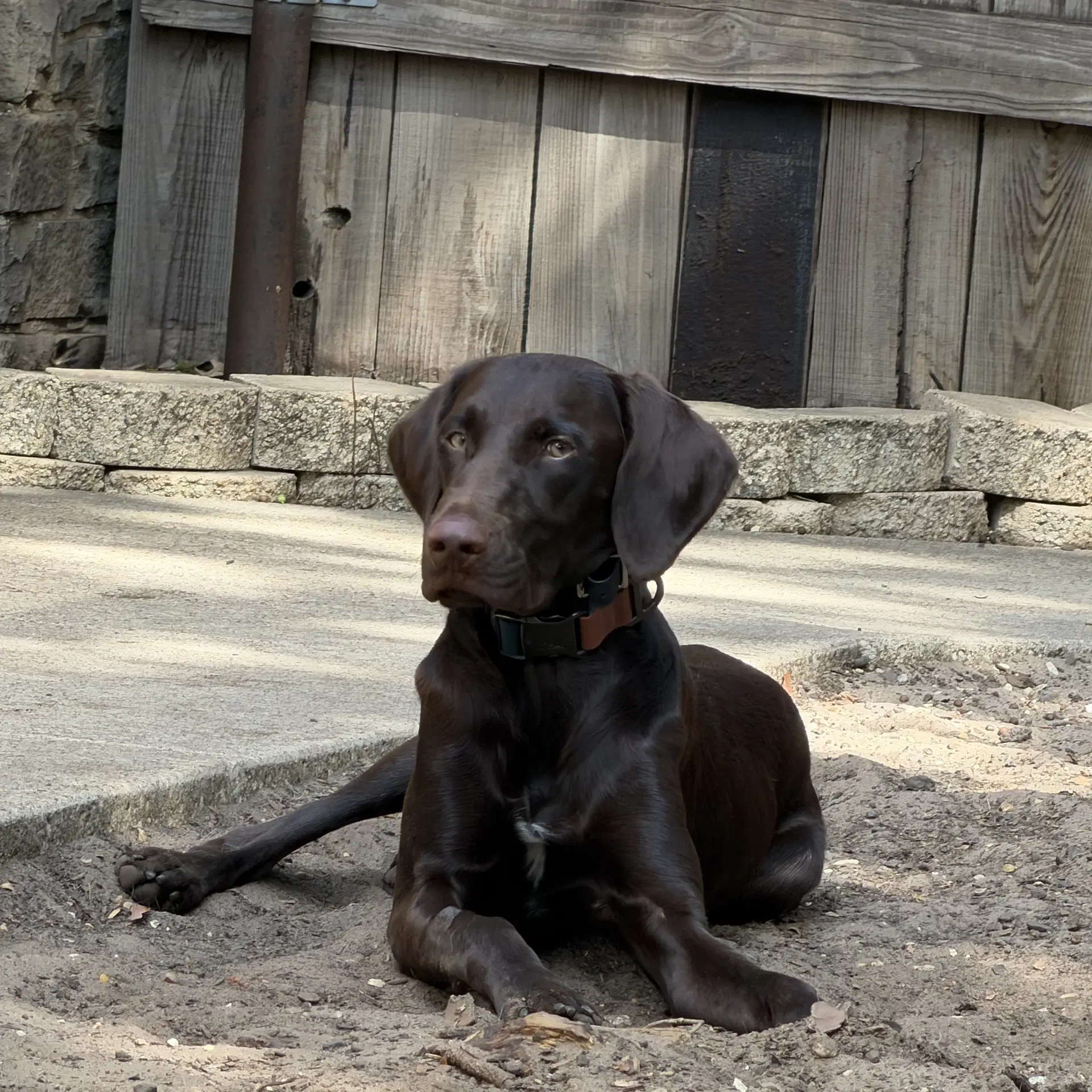 Murphy image 2