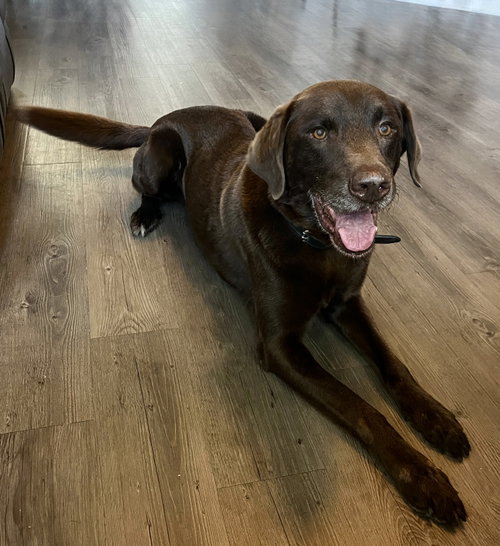 Ruffo, a dog for adoption from Texas Sporting Breed Rescue, Inc.