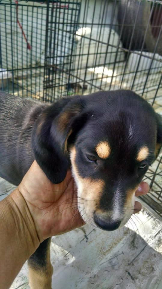 Dog for Adoption - Chloe, a Labrador Retriever in Avon, CO | Alpha Paw