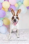 Stix  Sponsored Adoption Fee - Photo 10