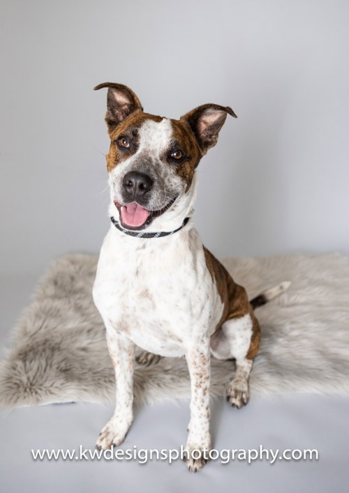Stix Sponsored Adoption Fee photo 7