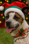 Stix  Sponsored Adoption Fee - Photo 6