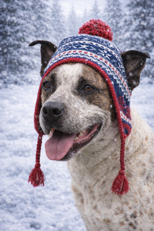 picture of the dog needing adoption