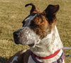 Stix  Sponsored Adoption Fee - Photo 1