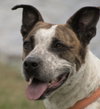 Stix  Sponsored Adoption Fee - Photo 1