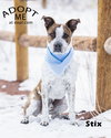 Stix  Sponsored Adoption Fee - Photo 15