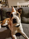 Stix  Sponsored Adoption Fee - Photo 14