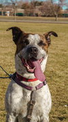 Stix  Sponsored Adoption Fee - Photo 13