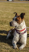 Stix  Sponsored Adoption Fee - Photo 4