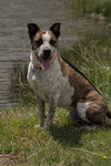Stix  Sponsored Adoption Fee - Photo 12
