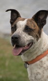 Stix  Sponsored Adoption Fee - Photo 2