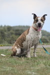 Stix  Sponsored Adoption Fee - Photo 9