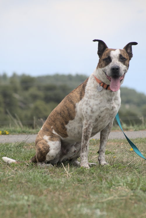 Stix Sponsored Adoption Fee photo 4