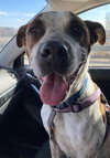 Stix  Sponsored Adoption Fee - Photo 3