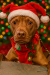 Rufus Sponsored Adoption Fee - Photo 6