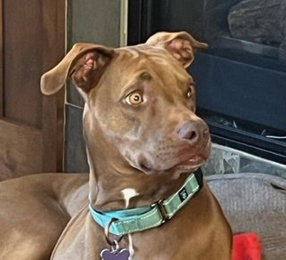 Rufus Sponsored Adoption Fee, an adoptable Vizsla in Evergreen, CO