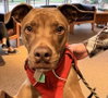 Rufus Sponsored Adoption Fee - Photo 2