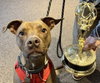 Rufus Sponsored Adoption Fee - Photo 1