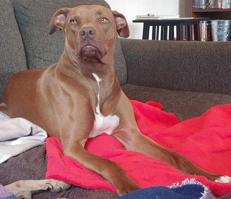Rufus Sponsored Adoption Fee