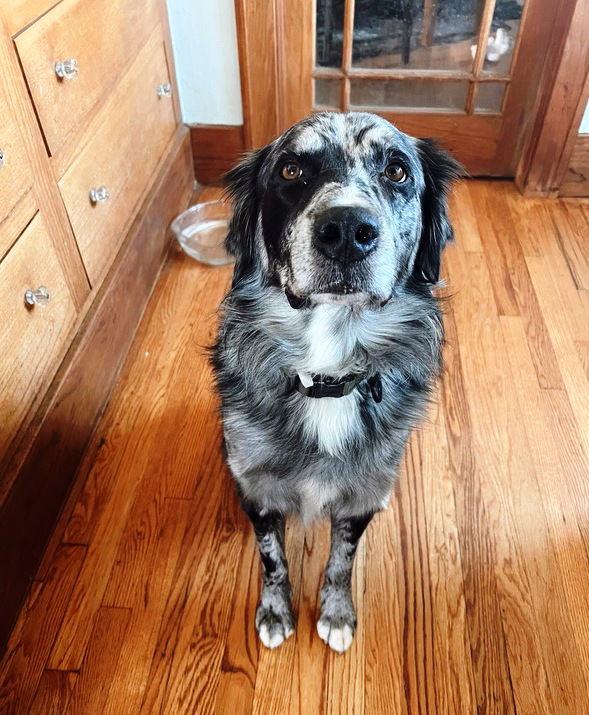 Dog For Adoption - Grady, A Australian Shepherd In Granby, CO | Alpha Paw