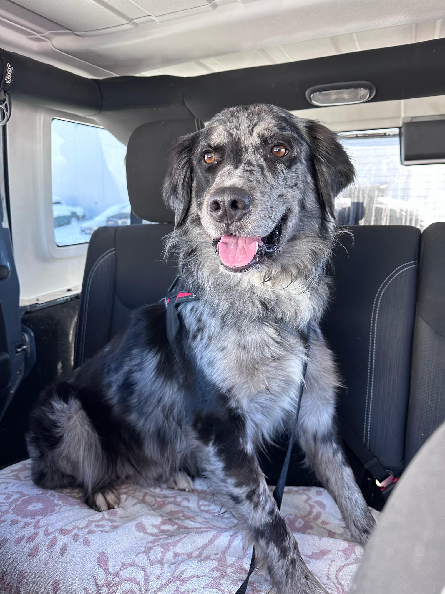 Dog For Adoption - Grady, A Australian Shepherd In Granby, CO | Alpha Paw