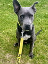 Grey - Photo 20