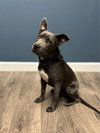 Grey - Photo 12