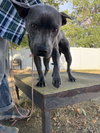 Grey - Photo 16