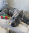 Grey - Photo 6