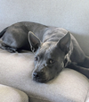 Grey - Photo 3