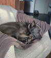 Grey - Photo 4
