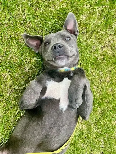 Grey Needs A New Foster By - Blue Lacy