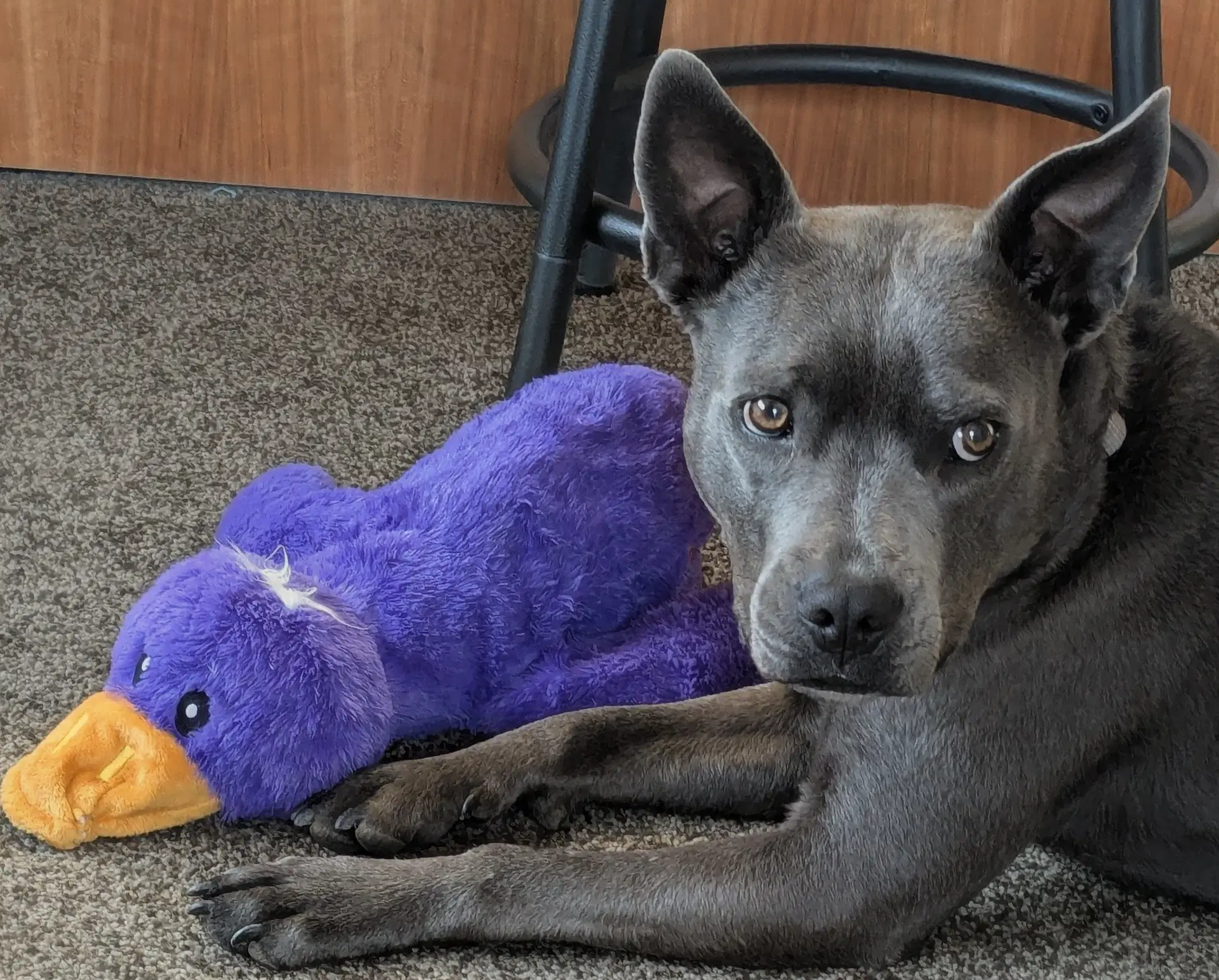 Grey Needs A New Foster By image 3