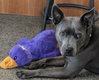 Grey - Photo 1