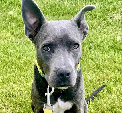 Grey Needs A New Foster By image 4