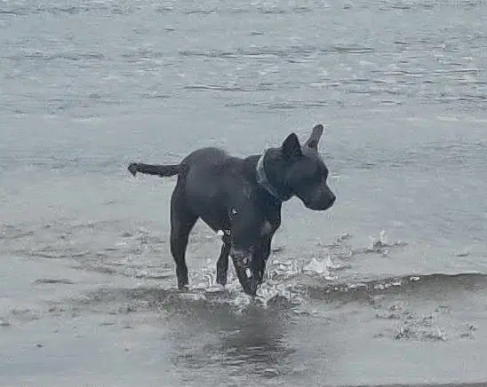 Grey Needs A New Foster By image 2