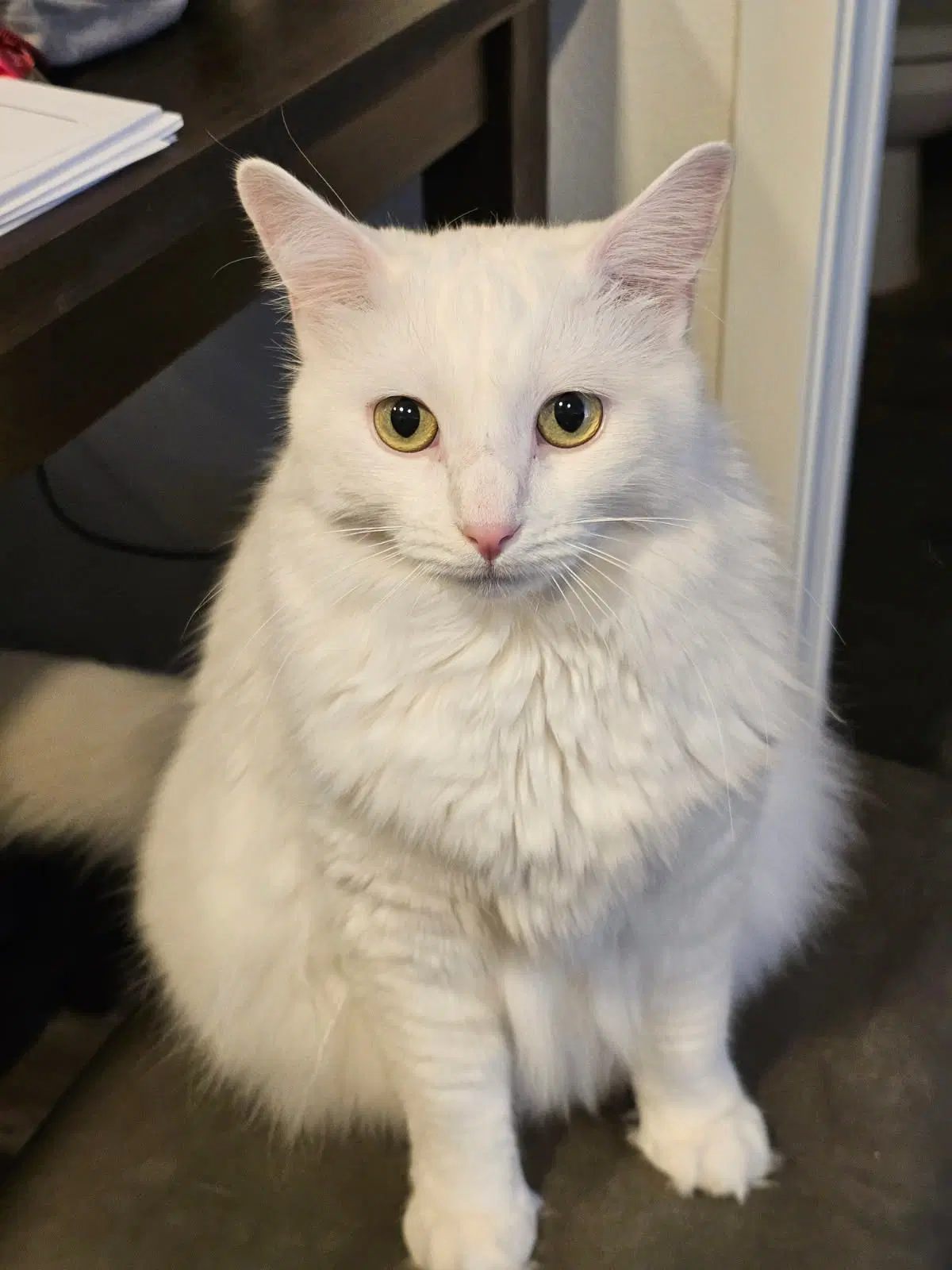 Mabel - Domestic Long Hair