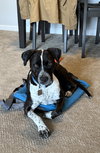 Waldo - Photo 21
