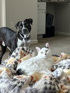 Waldo - Photo 17