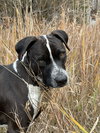 Waldo - Photo 3