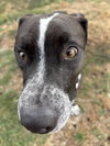 Waldo - Photo 14