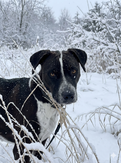 WALDO - Australian Cattle Dog/Blue Heeler / Pit Bull Terrier available for adoption