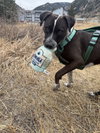 Waldo - Photo 8