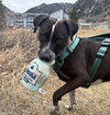 Waldo - Photo 1