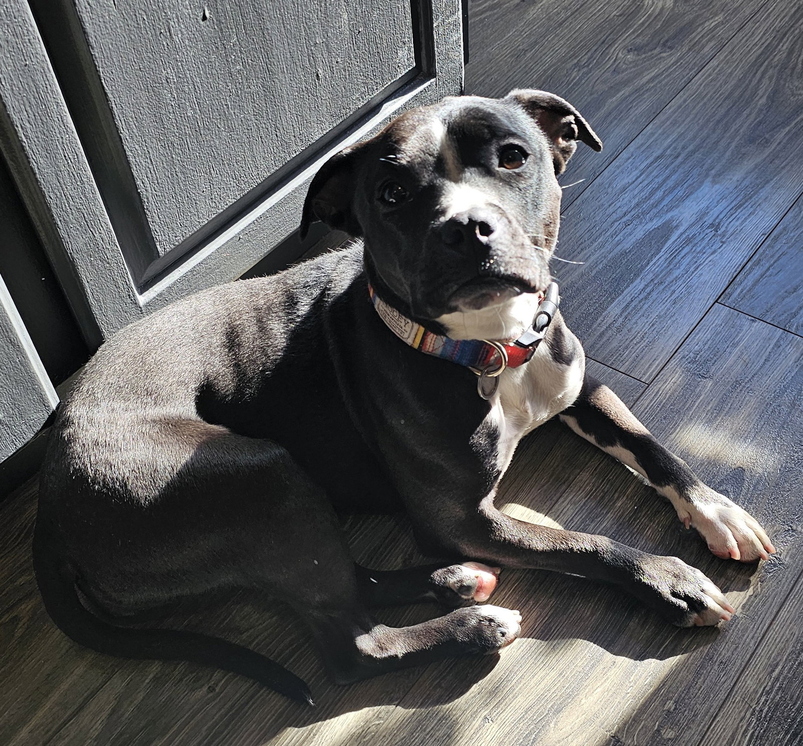 Zara (FKA Oreo) Needs Foster Image
