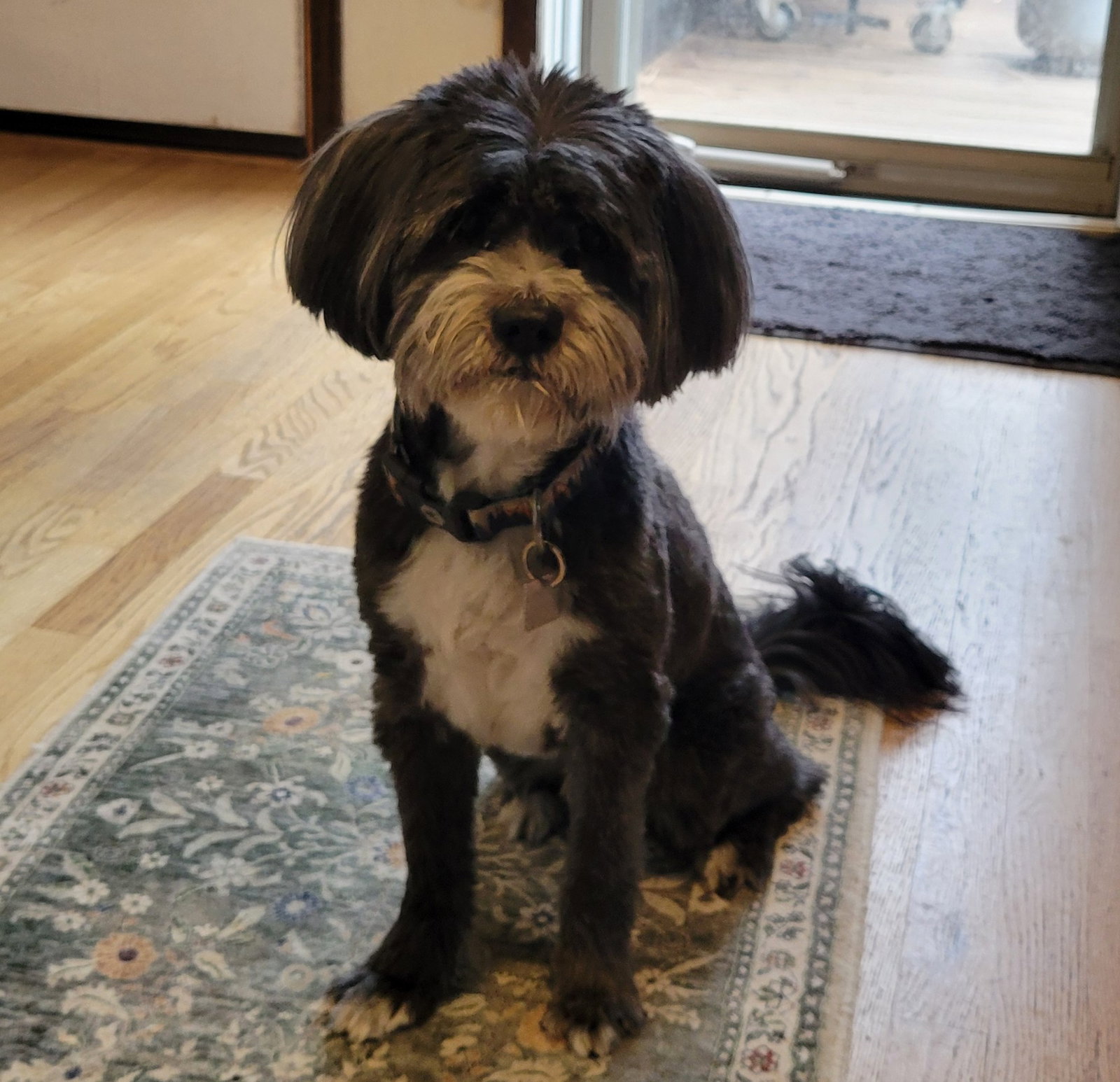 Reggie, Tibetan Terrier