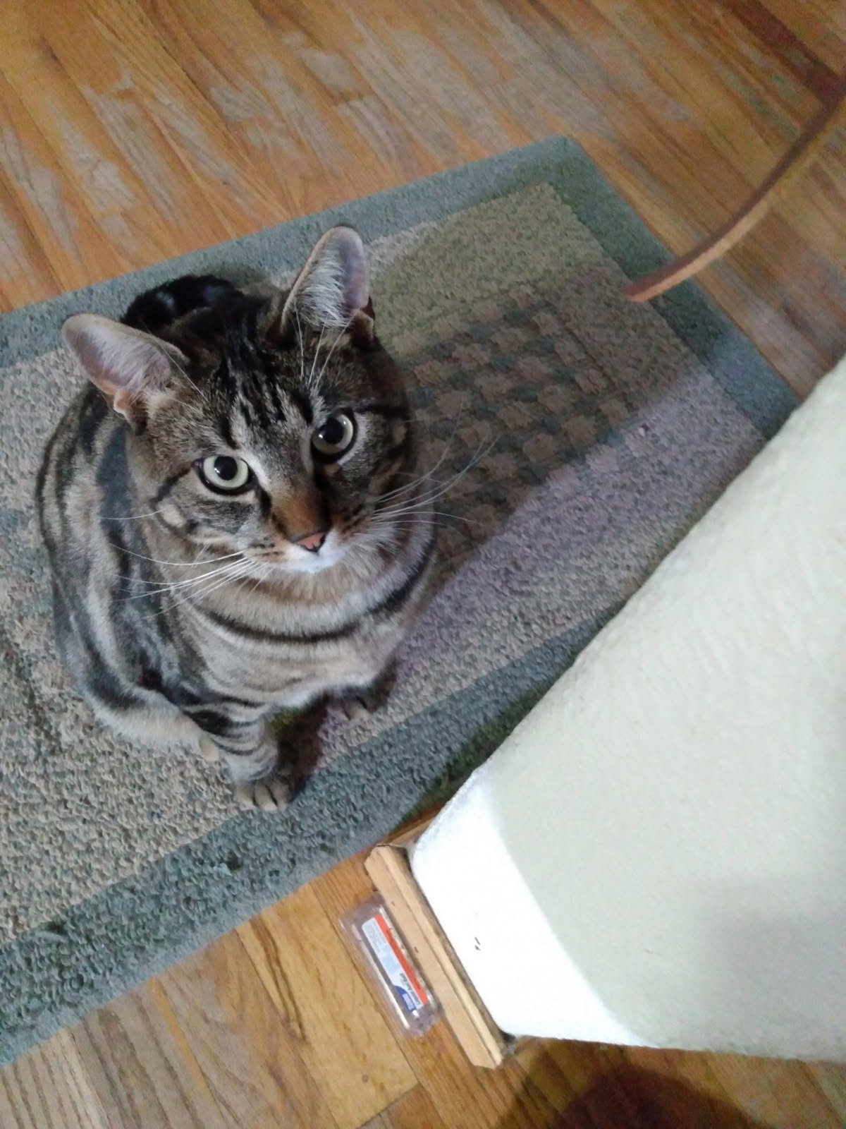 Gemma Image