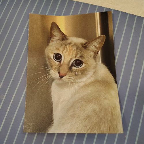 picture of the cat needing adoption