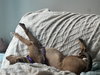 Dreamy - Photo 17
