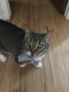 Stewie - Photo 1